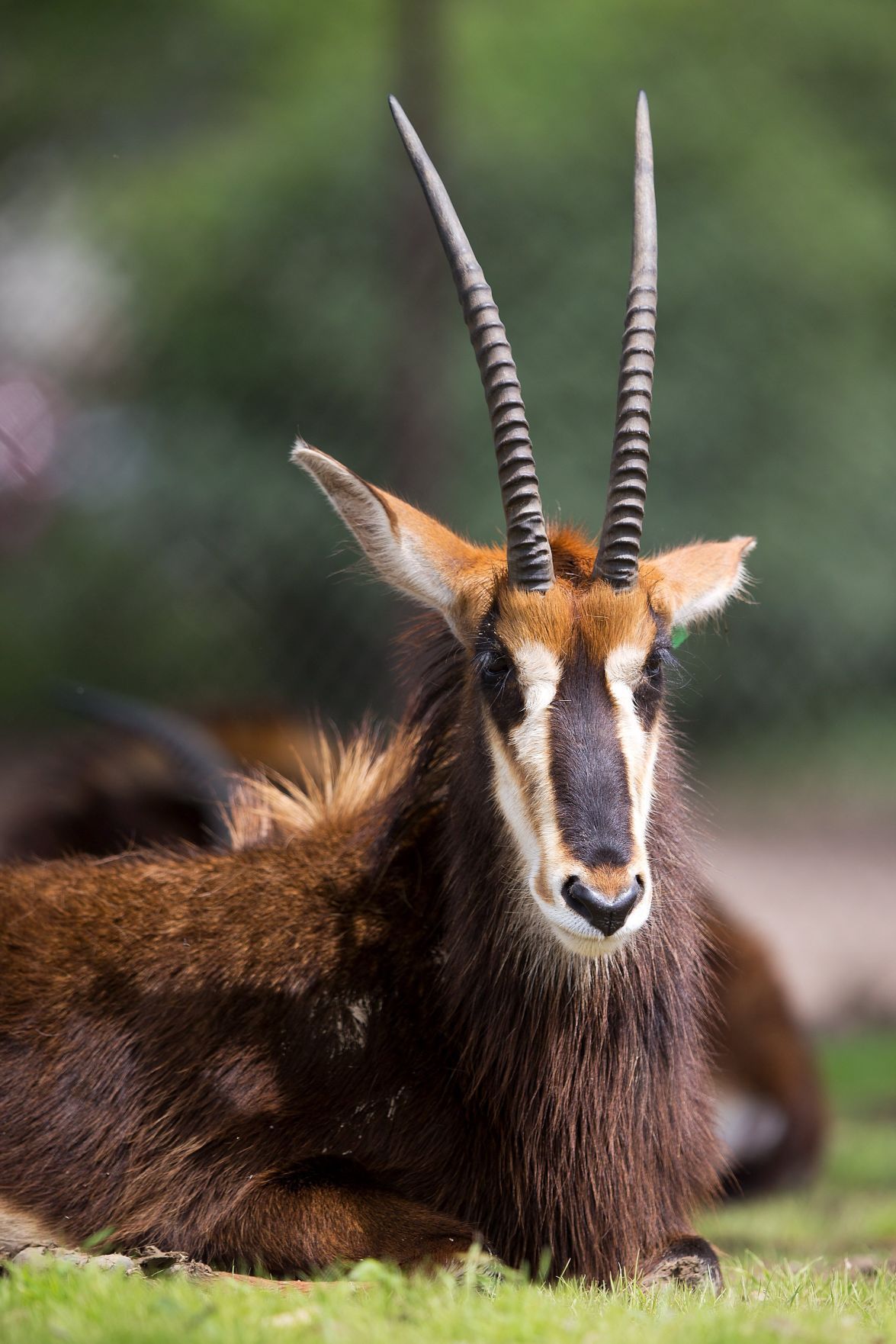 20180525_new_zooanimals067